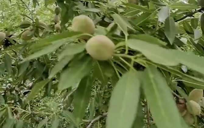 蒙古扁桃