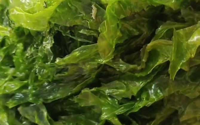 海白菜是什么植物？