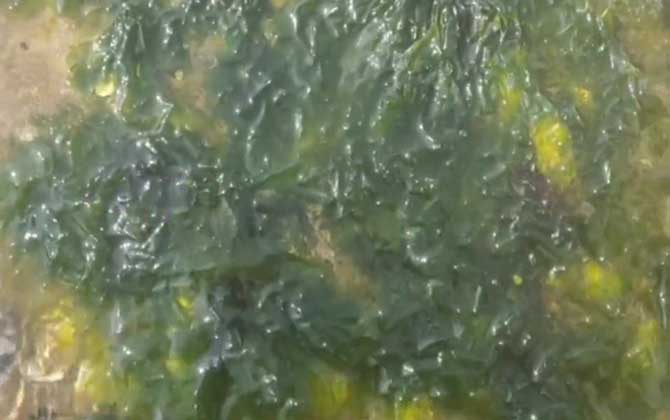 海白菜