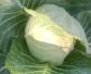 圆白菜是什么植物？