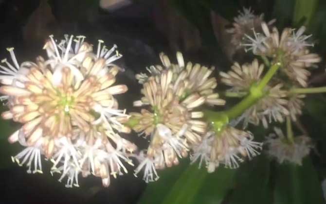 香龙血树