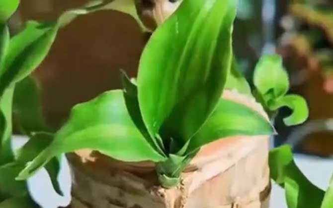 巴西木