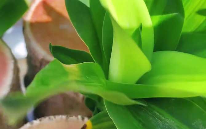 巴西木开花吗？