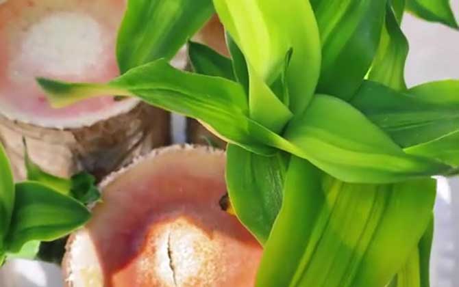 香龙血树