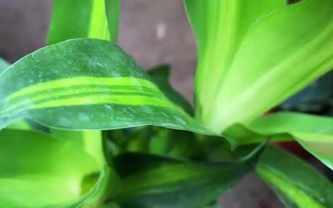 香龙血树