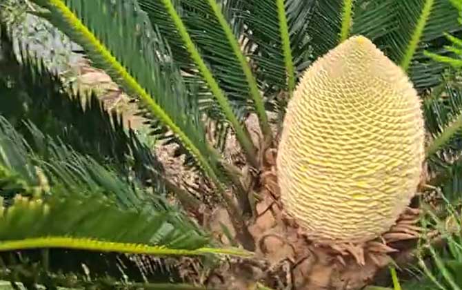 铁树