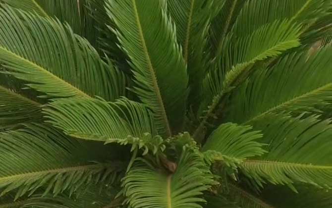 铁树