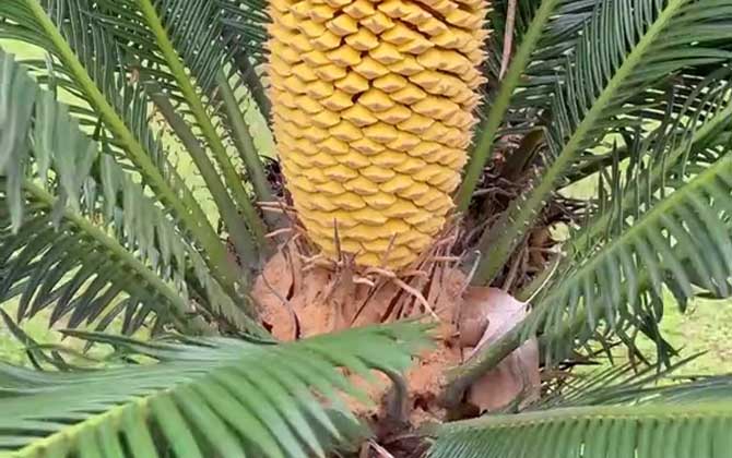 铁树