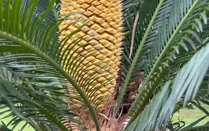 铁树