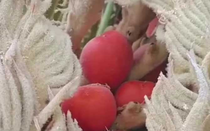 铁树果