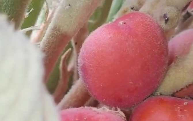 铁树果