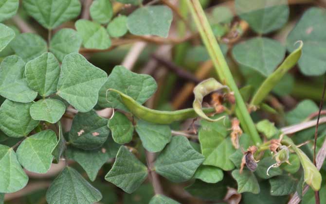 野扁豆是什么植物？