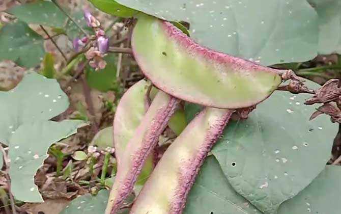 扁豆