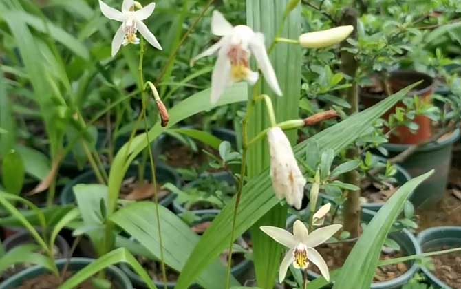 白及(白芨、连及草)