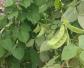 白豆是什么植物？