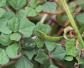 野扁豆是什么植物？