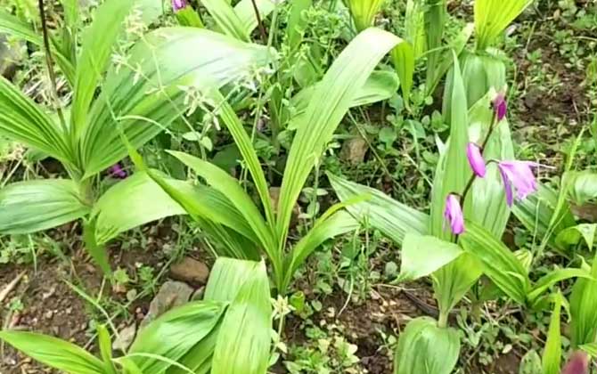 白芨种植