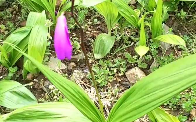 白芨种苗