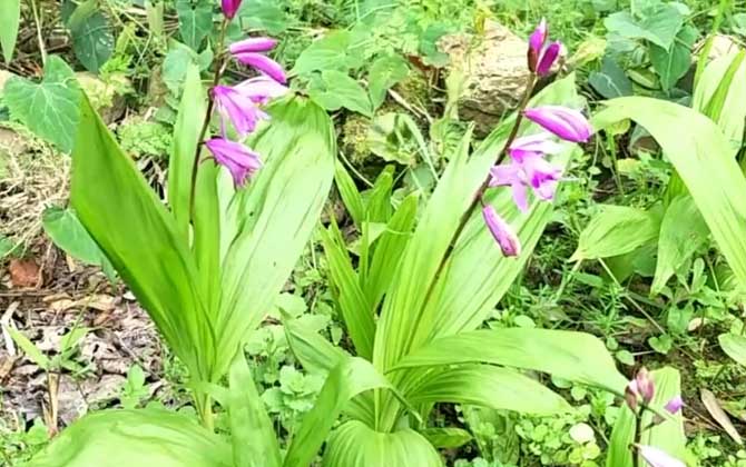 白芨种苗