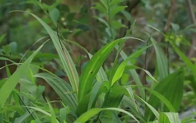 白芨种苗