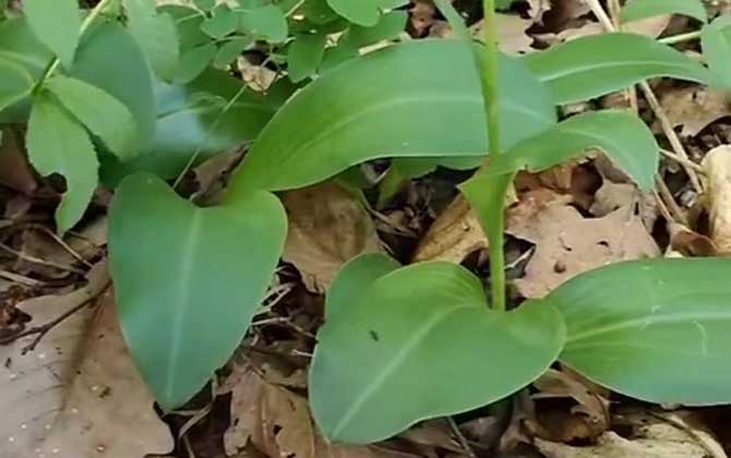 土白芨