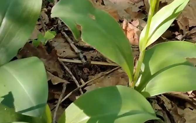 土白芨