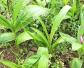 白芨种植技术及病害防治