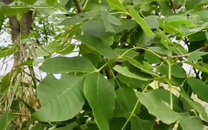 白蜡树