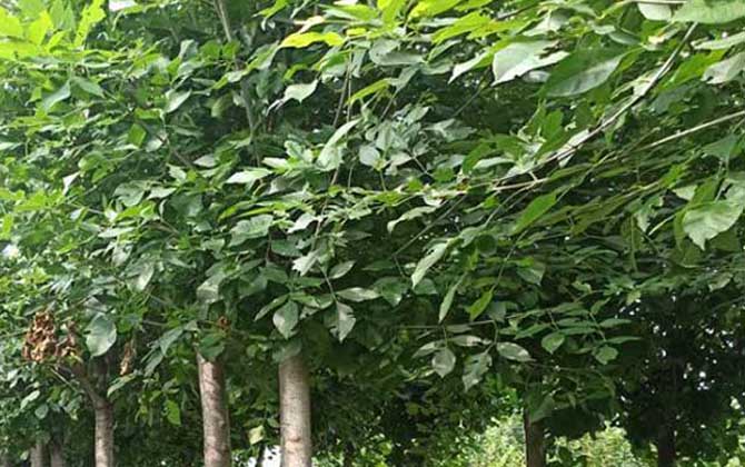 白蜡树
