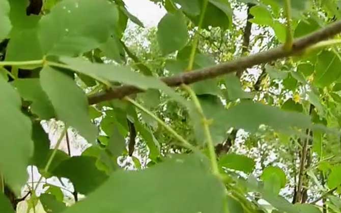 白蜡树