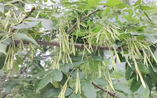 白蜡树