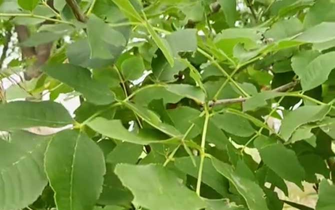 白蜡树