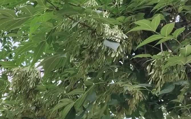 白蜡树