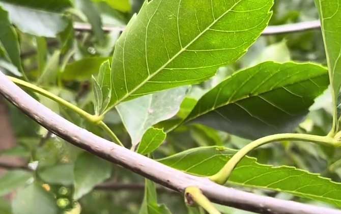 白蜡树