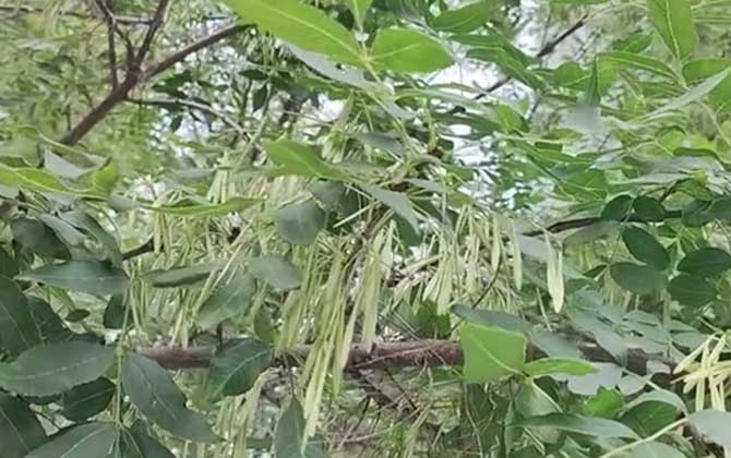 白蜡树