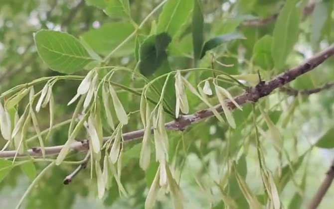白蜡树