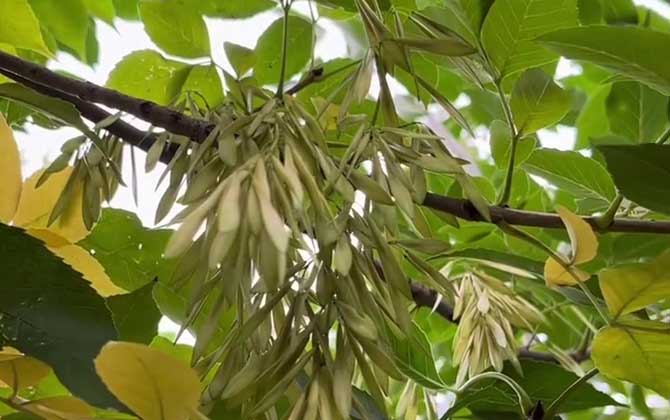白蜡树