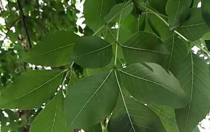 白蜡树