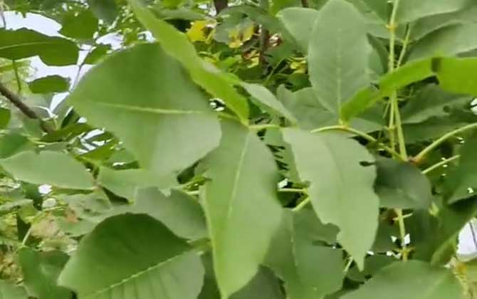 白蜡木