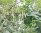 白蜡树(青榔木、白荆树)