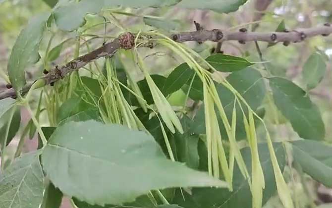 白蜡树