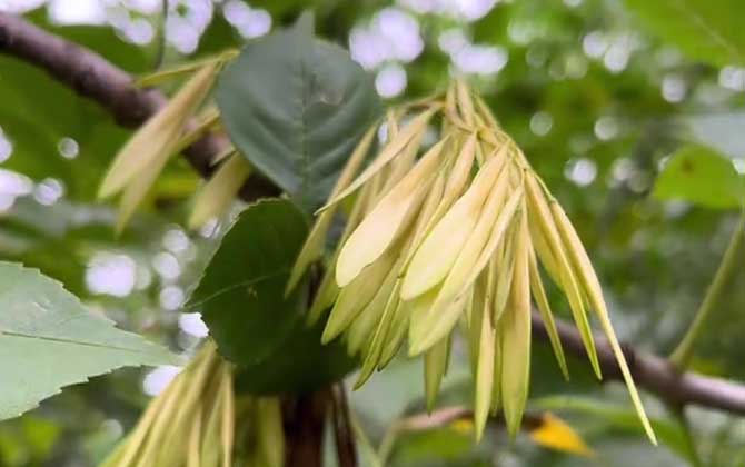 白蜡树