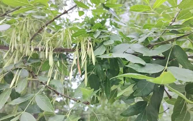 白蜡树