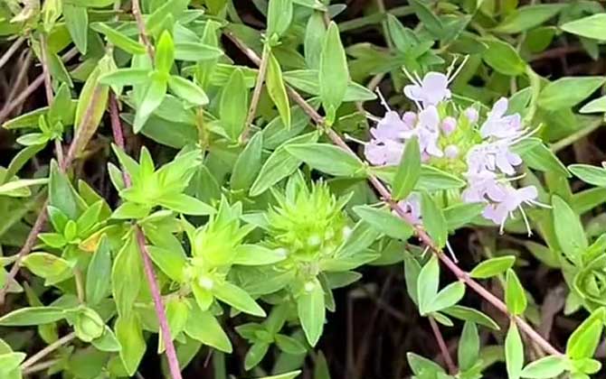百里香(麝香草、地花椒)