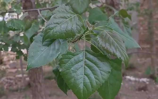 枫杨树