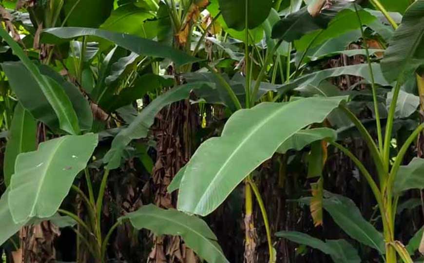 生物怎么分类？主要有域、界、门、纲、目、科、属、种八级！