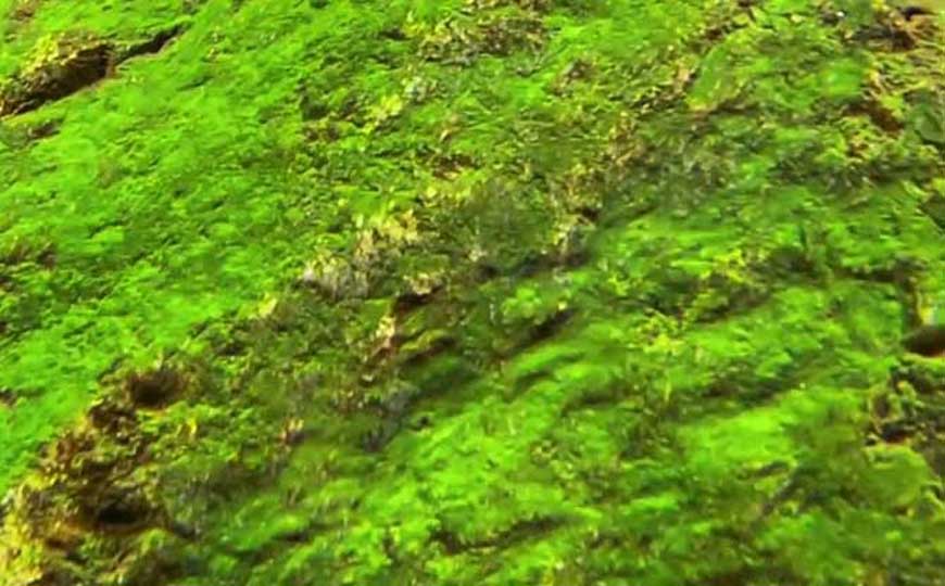 植物分为几大类?