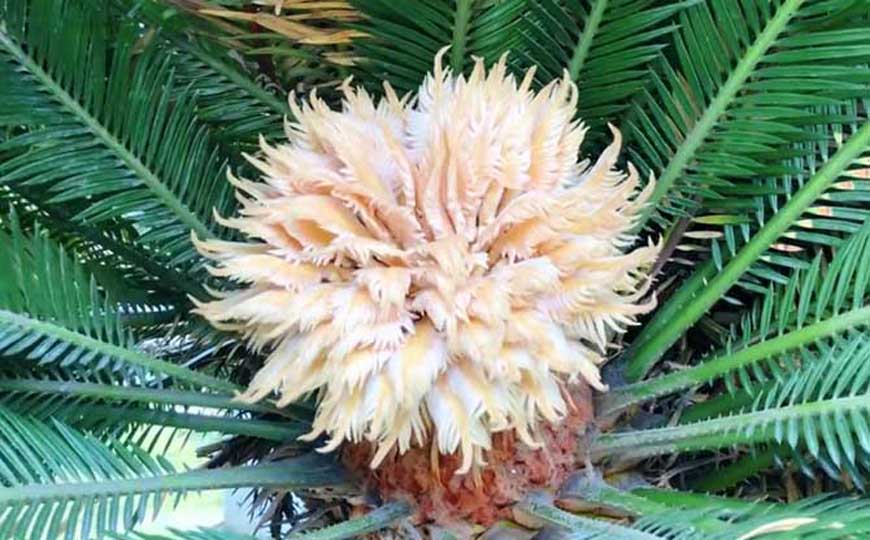 裸子植物和被子植物的区别