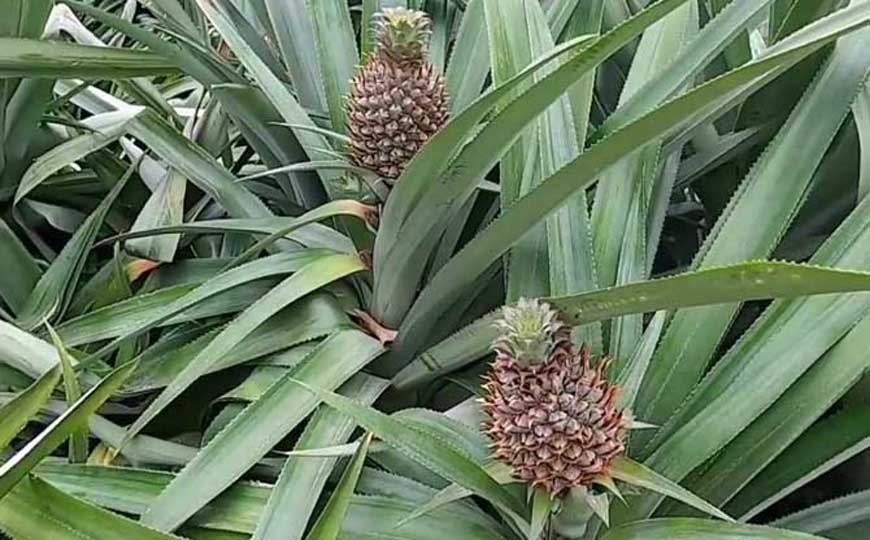 单子叶植物和双子叶植物的区别