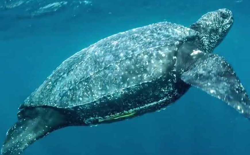 动物和植物的区别，从这5个方面来对比，两者的不同一清二楚！